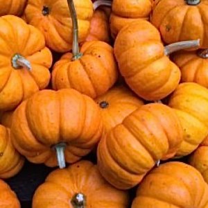 Mini Pumpkins Bundle 25 lbs.
