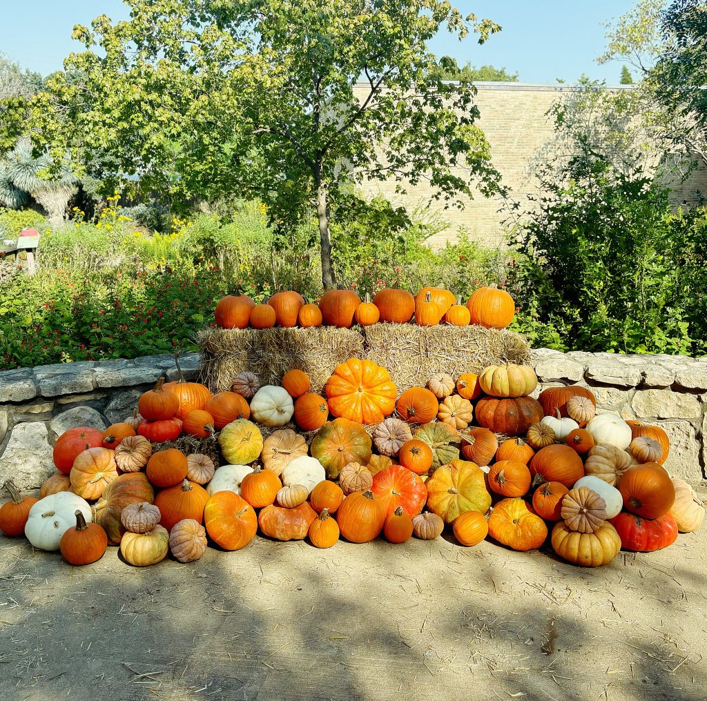 large pumpkin display for photos and fall party