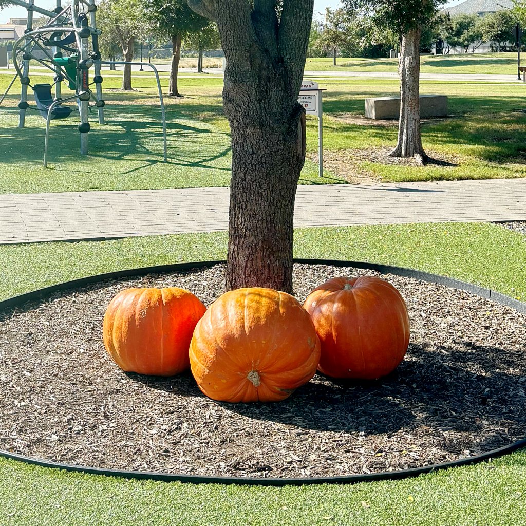 huge pumpkins delivered, jumbo pumpkin delivery