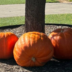 Three jumbo orange pumpkins displayed on mulch in front of a tree with grass in the background