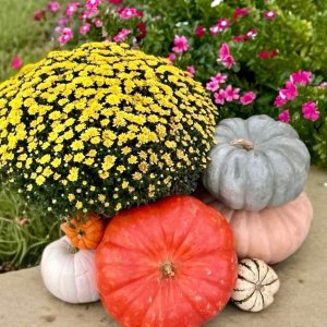 Bright yellow, pink, and orange mums surrounded by assorted pumpkins and gourds on a porch