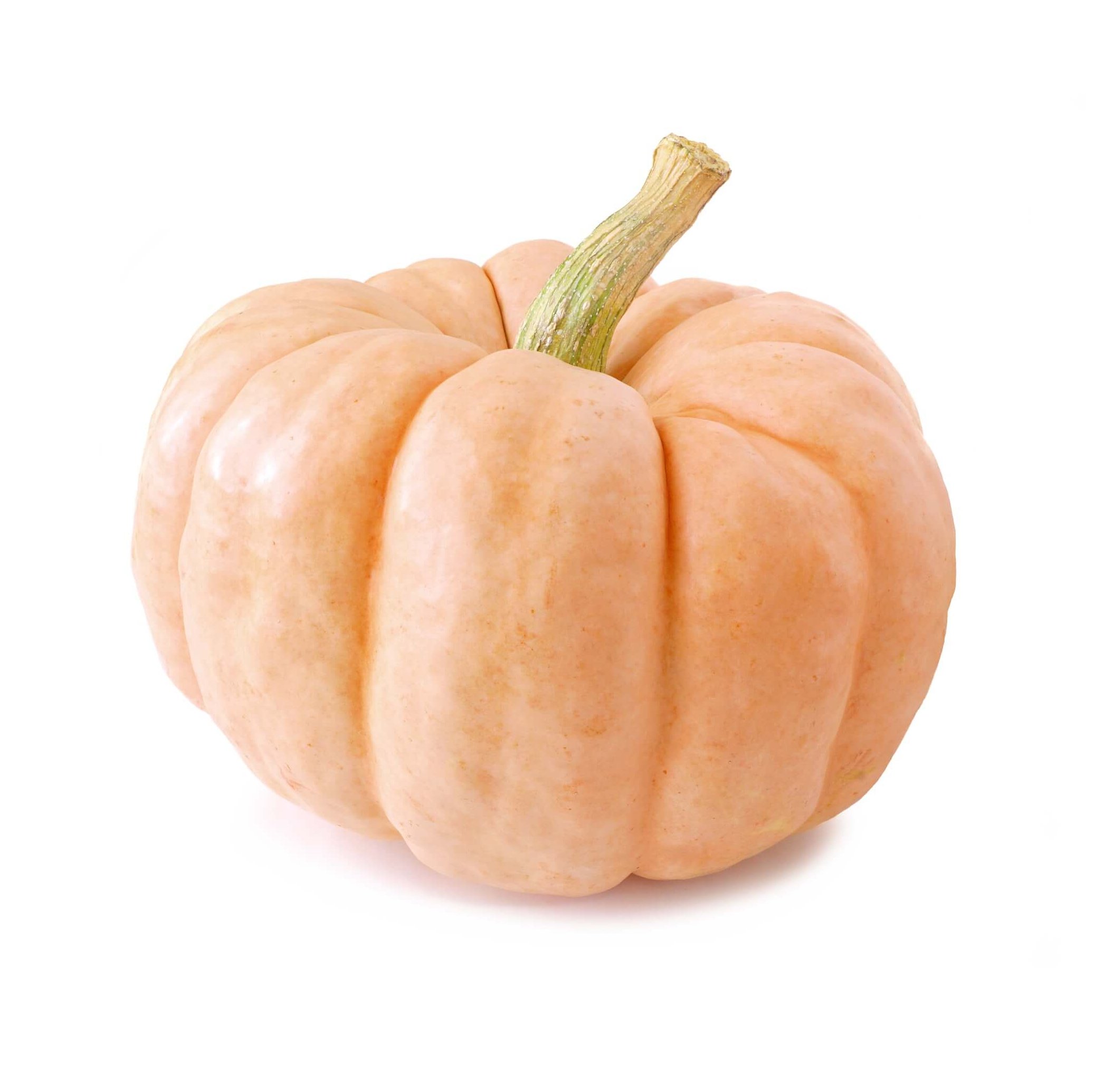 Soft pink Porcelain Doll pumpkin, perfect for elegant or romantic fall themes