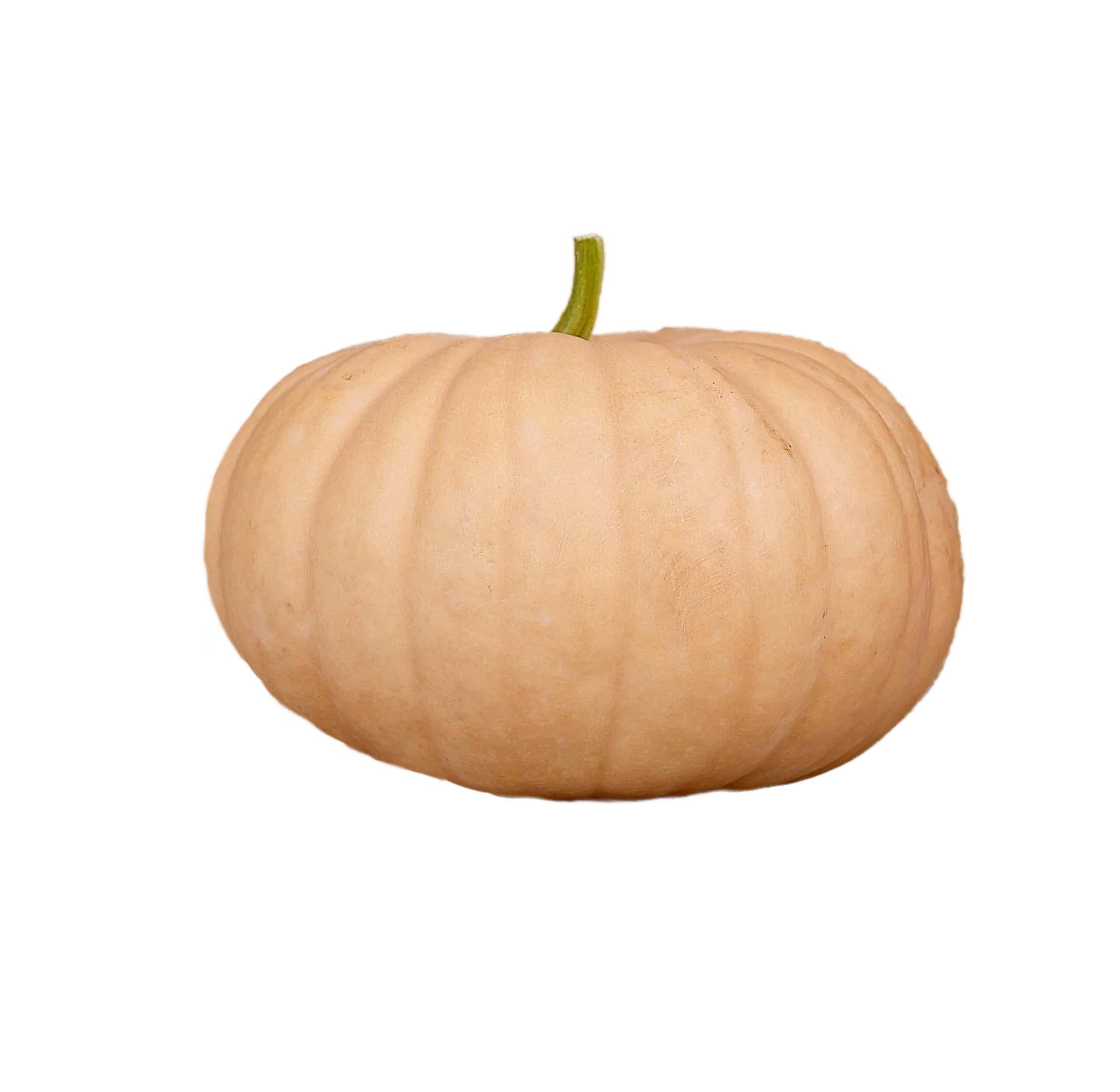 Pastel orange Cheddar pumpkin with smooth skin for fall decorating