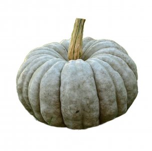 Slate blue-gray Jarrahdale pumpkin with ribbed skin, great for muted tone palettes