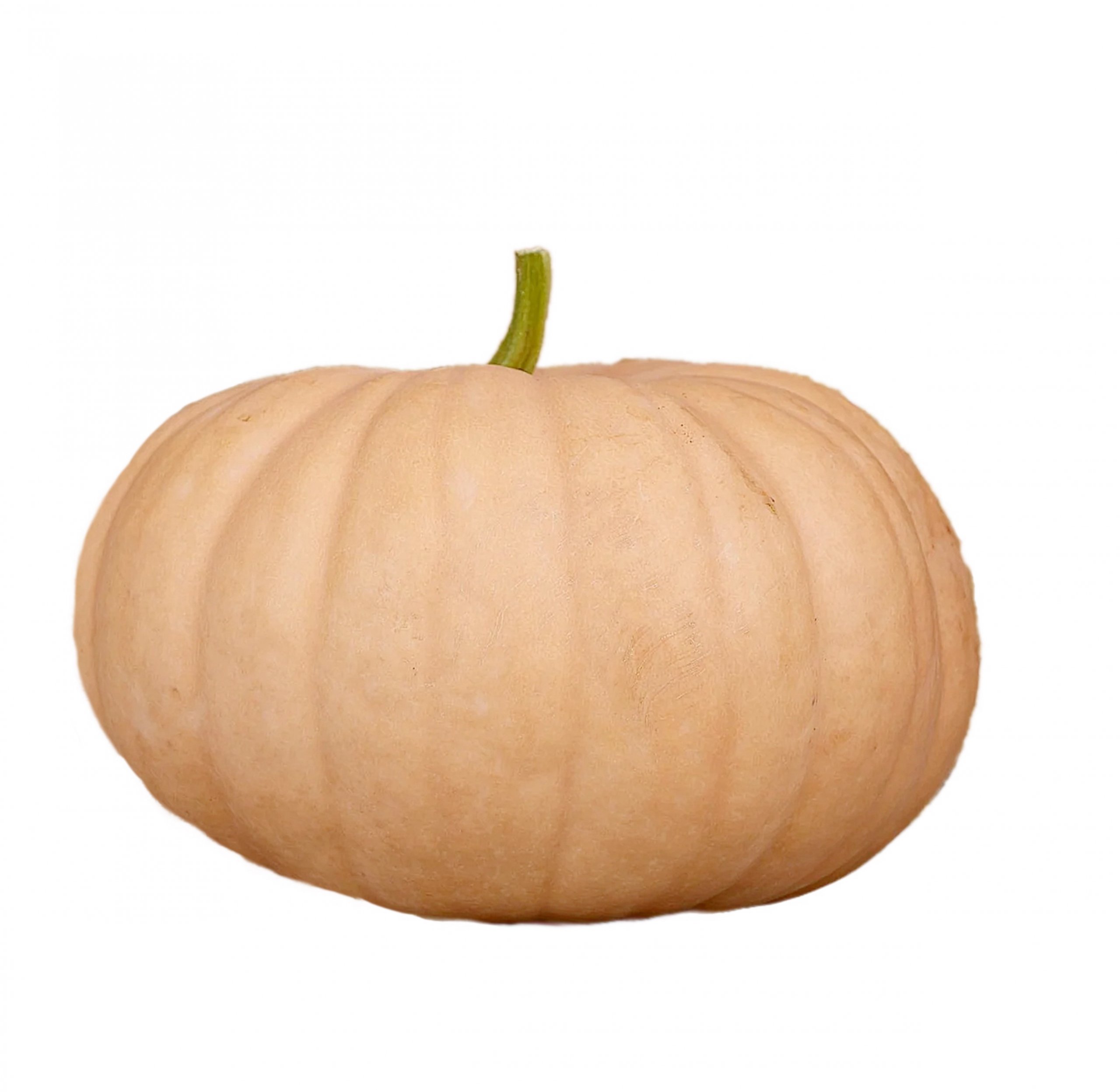 Pastel orange Cheddar pumpkin with smooth skin for fall decorating