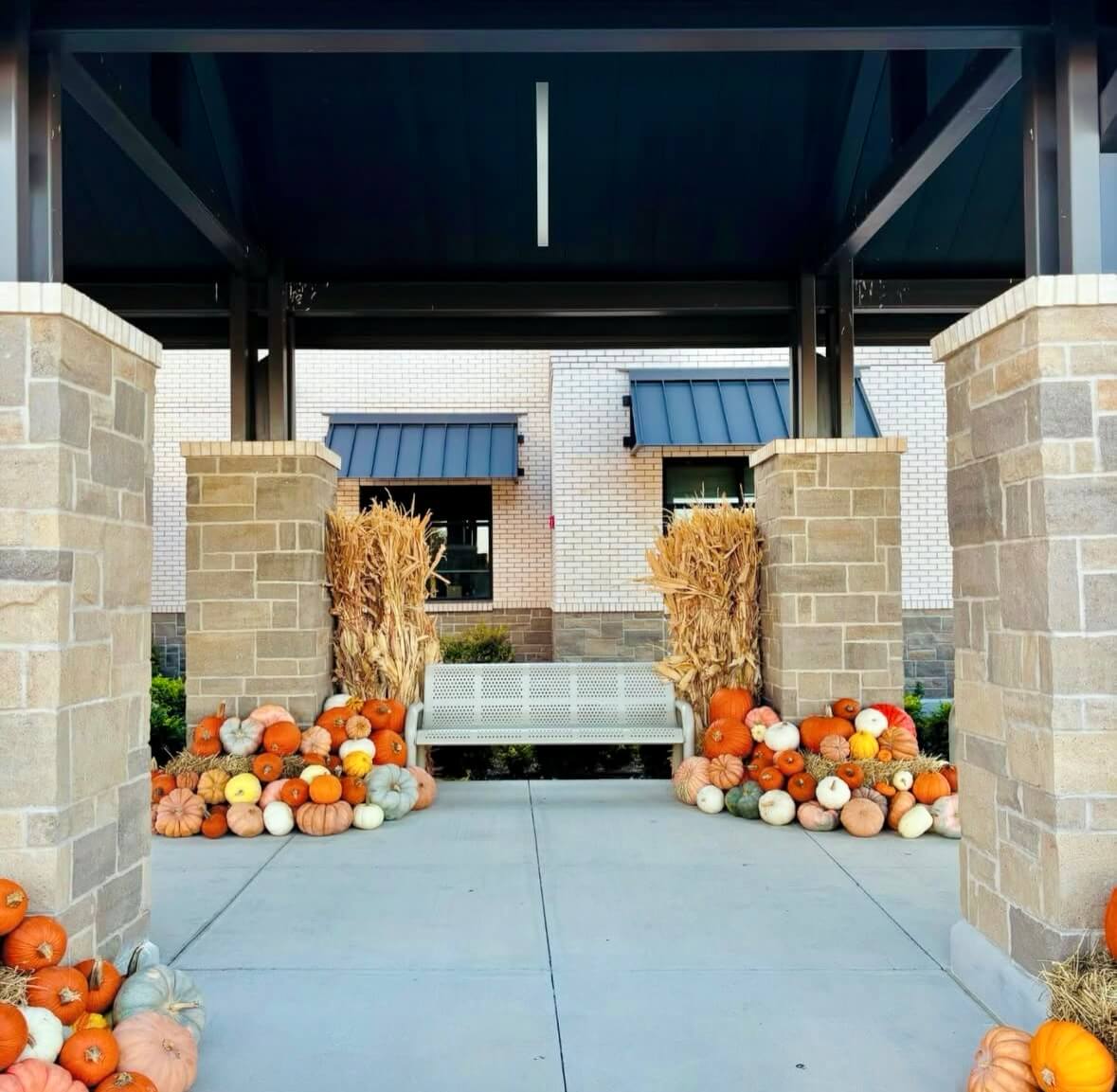 professional Pumpkin Photo Display with corn stalks and pumpkins