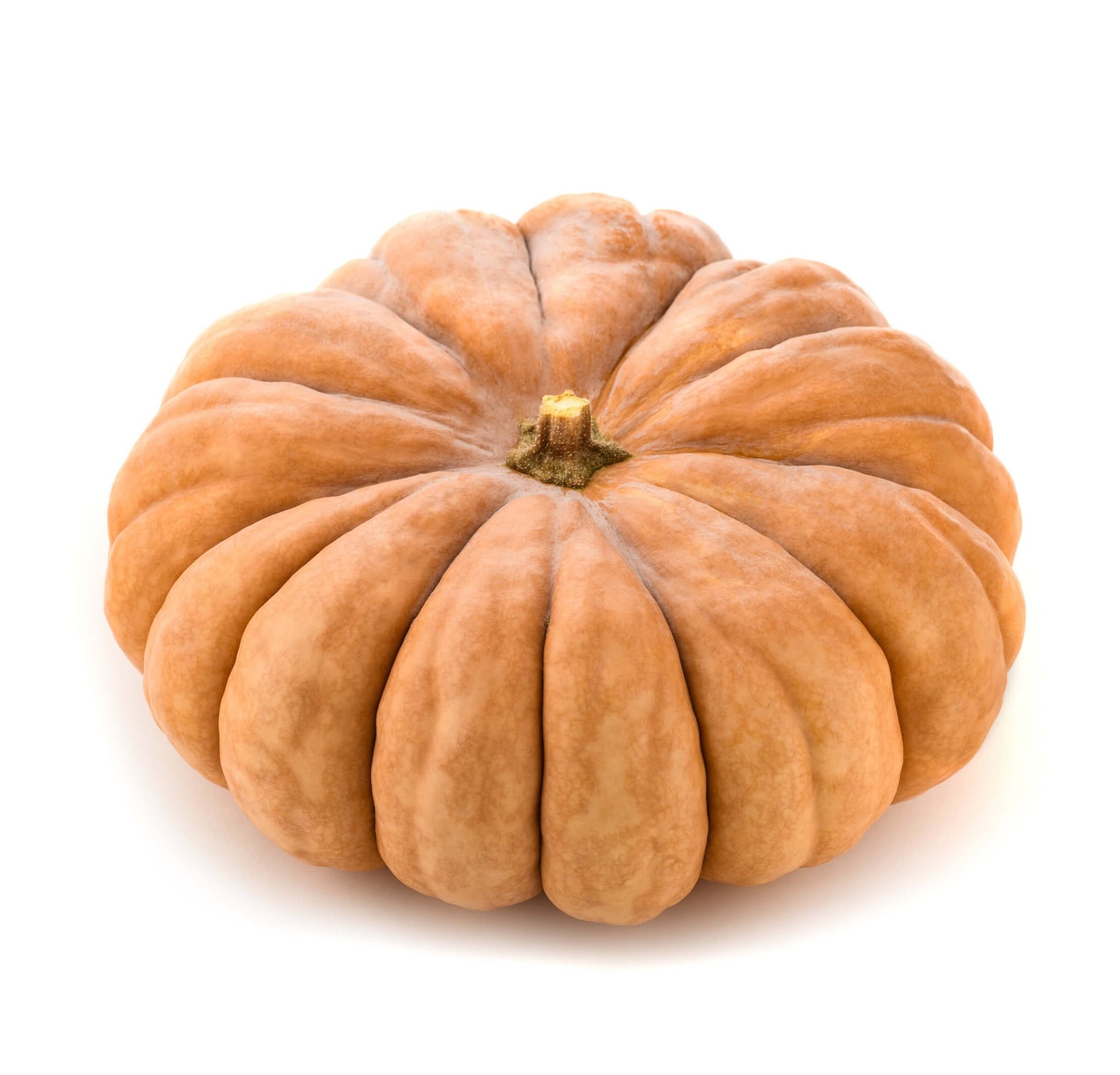 Muted orange Fairytale pumpkin with soft ribbing, great for stacking